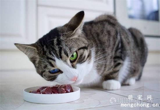 为什么猫咪吃东西只用半边牙齿？