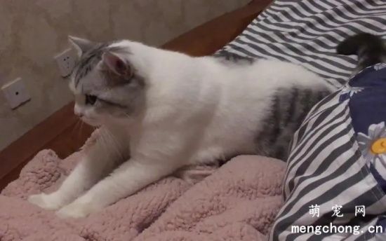 为什么猫咪喜欢踩奶？背后的原因和含义是什么？