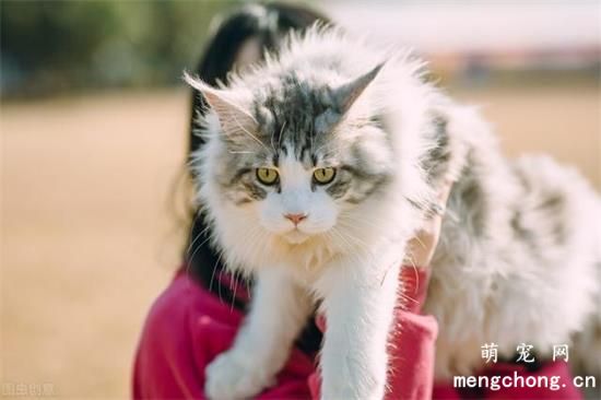 为什么猫咪喜欢蹭东西？猫咪蹭东西的几个原因