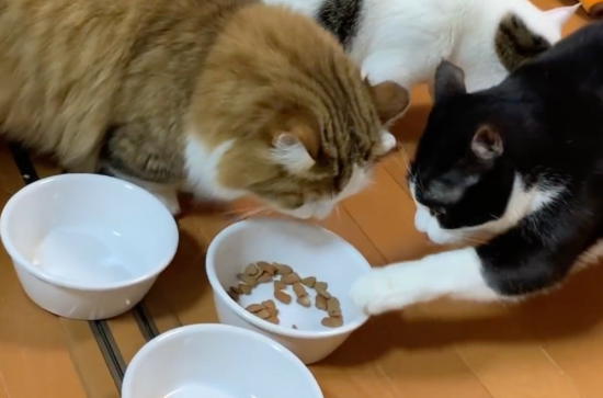 为什么猫咪永远会留下一点猫粮在碗里不吃呢？