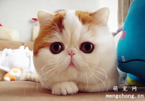 为什么猫咪身上总是香香的?