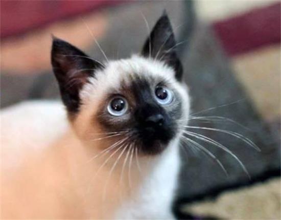 为什么猫喜欢闻猫薄荷?