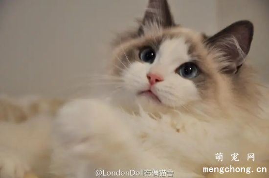 为什么要养布偶猫的十大理由