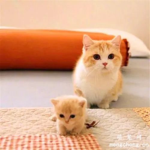 为什么要让小猫咪和猫妈妈分开使用猫砂盆？