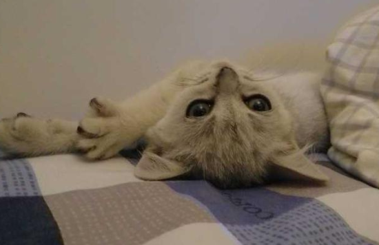 为什么说猫是阴邪之物