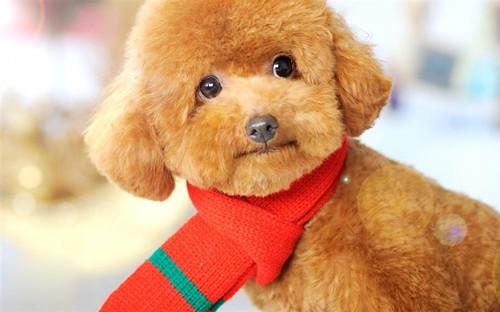 主人在泰迪犬面前必须树立威严(图1) 主人在泰迪犬面前必须树立威严(图1)