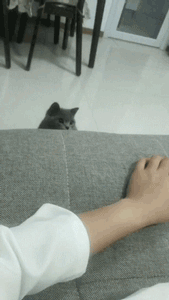 主人的错误习惯会让猫咪短命！严格按包装指引喂猫为啥不对？(图7)