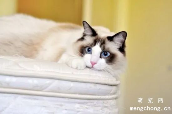 买布偶猫的人多吗