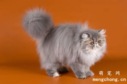 买猫是选择母猫还是公猫呢？