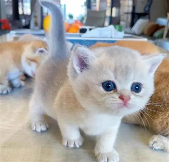 二个月猫刚到新家该怎么照顾