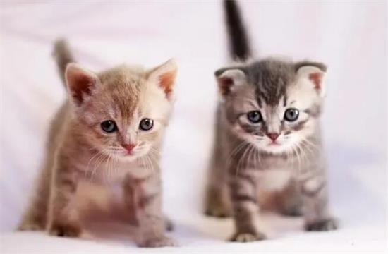 二个月猫咪怎么喂养