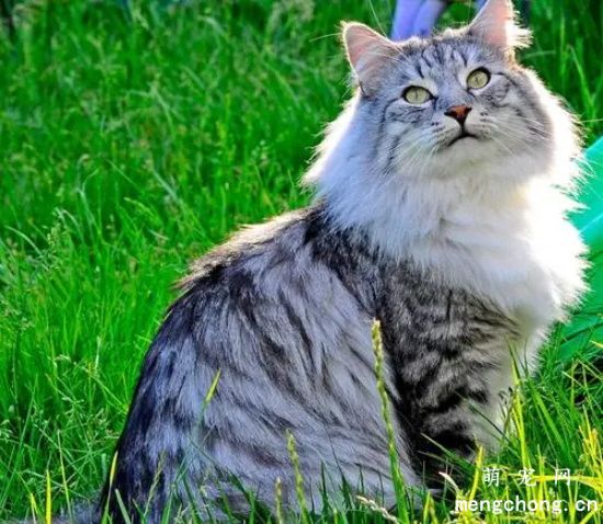 二手烟对宠物猫咪有危害吗？