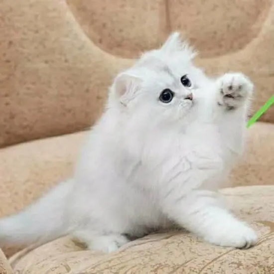 五种常见的猫科动物疾病