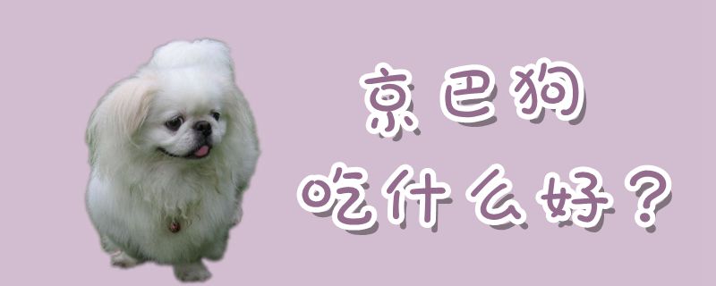 京巴狗吃什么佳