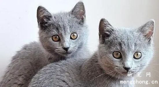 什么品种的猫最聪明？