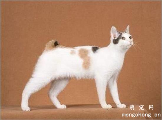 什么品种的猫最聪明？
