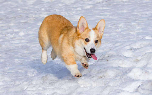 3-柯基犬.jpg