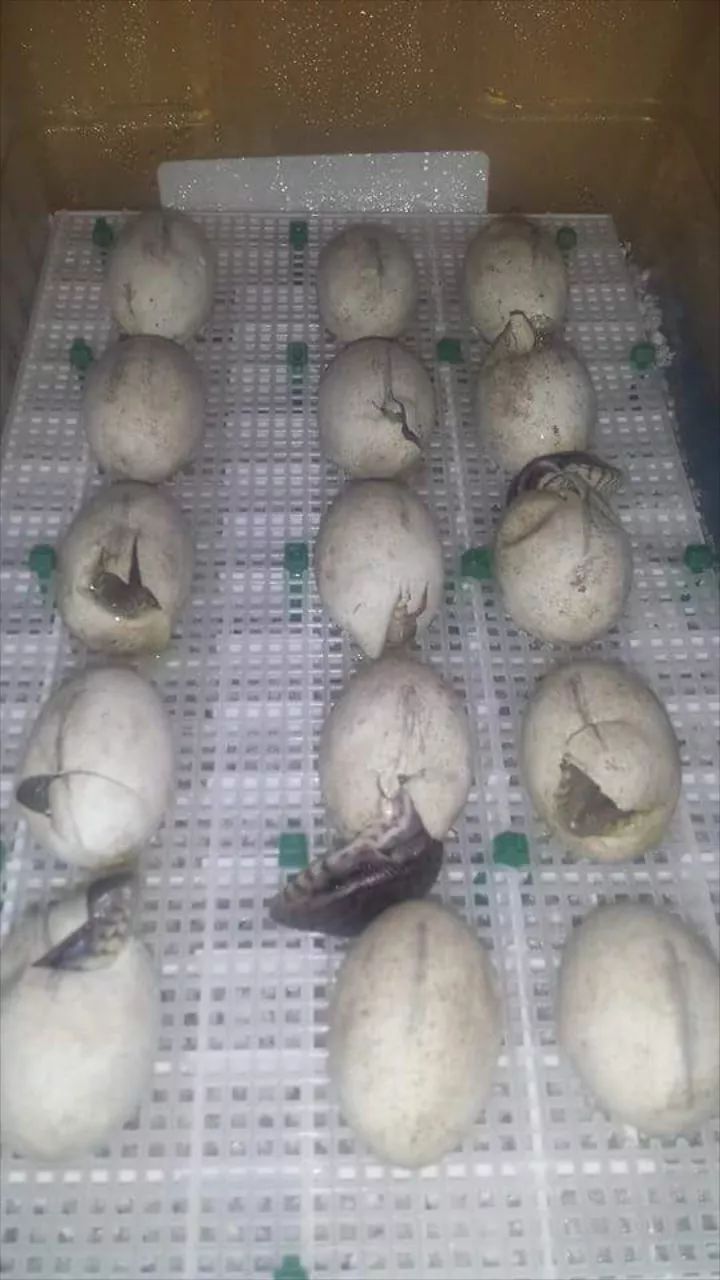 从一例病历,说说为什么很多人工饲养环境下的平原巨蜥却很短命?(图3) 从一例病历,说说为什么很多人工饲养环境下的平原巨蜥却很短命?(图3)