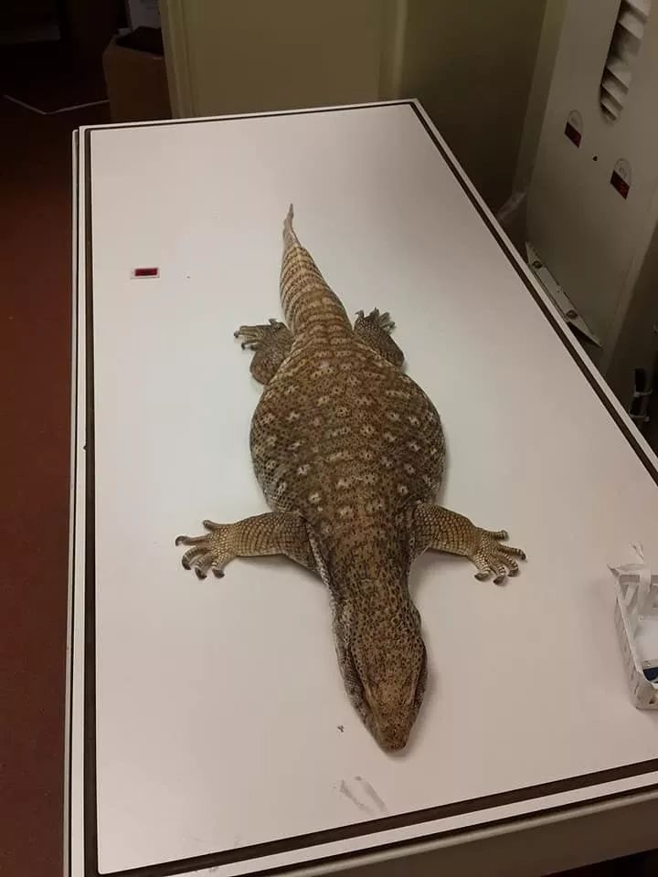 从一例病历，说说为什么很多人工饲养环境下的平原巨蜥却很短命？(图4)