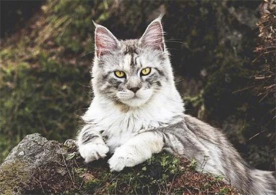 会用猫砂的猫没有猫砂会憋着吗