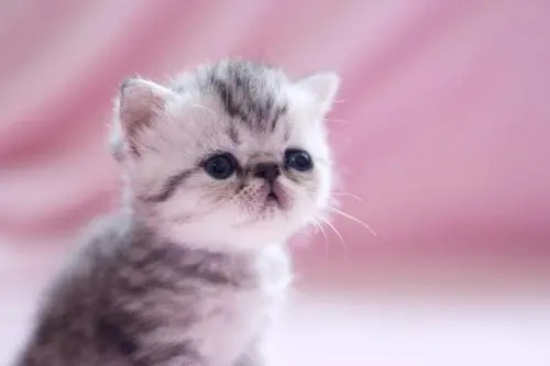 传腹会传染给其他猫吗 
