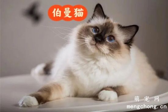 伯曼猫的饲养护理注意事项