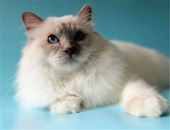 伯曼猫脑炎怎么治疗