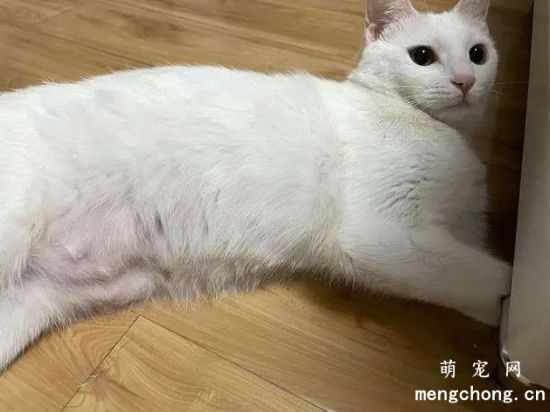 你家的猫有小肚腩吗，这可不是胖哦！