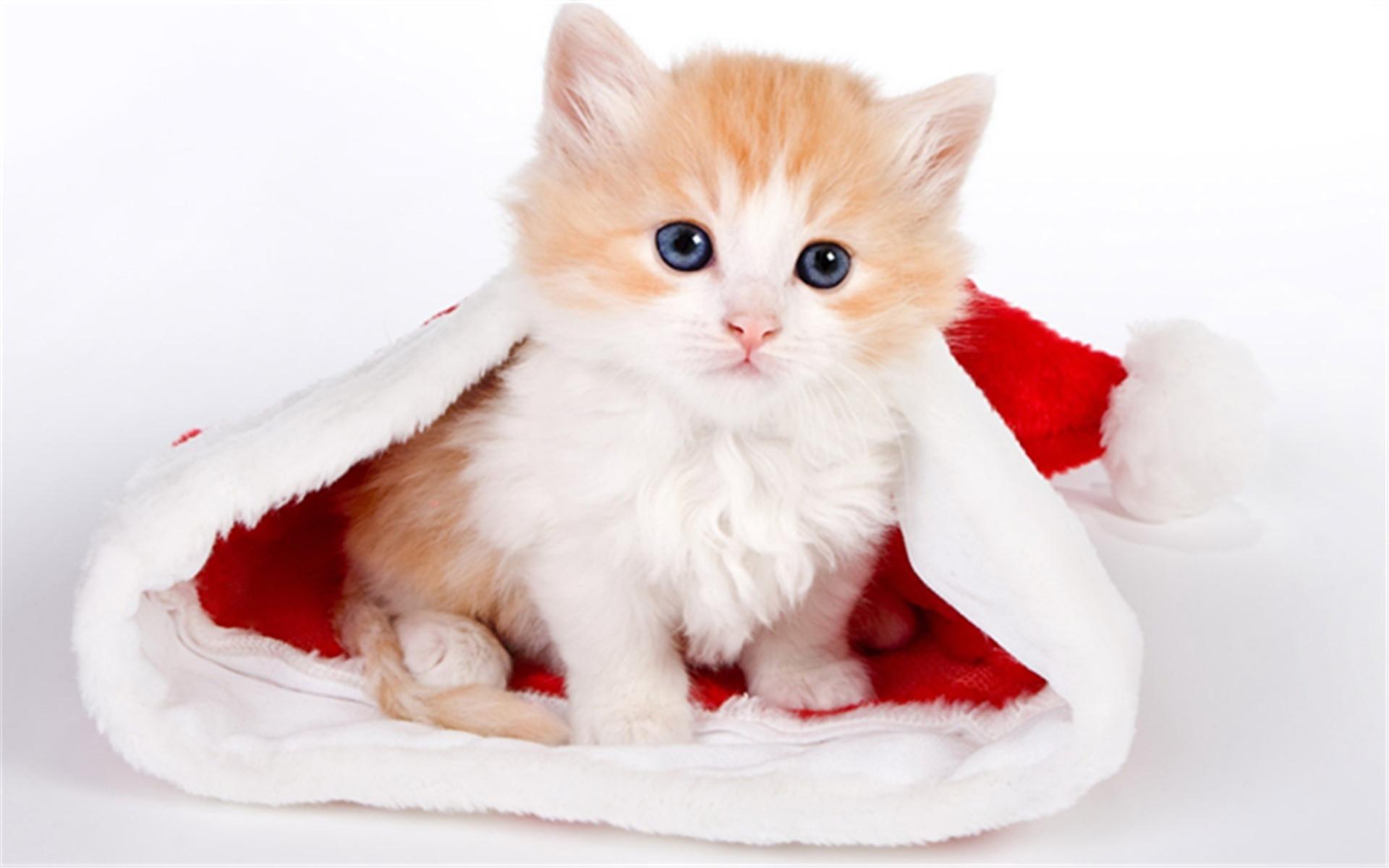 你真的会抱猫吗?5种常见的抱猫姿势,但3种都是错的!(图1) 你真的会抱猫吗?5种常见的抱猫姿势,但3种都是错的!(图1)