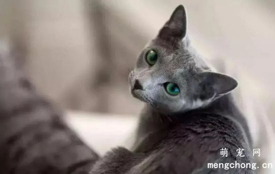 俄罗斯蓝猫历史起源