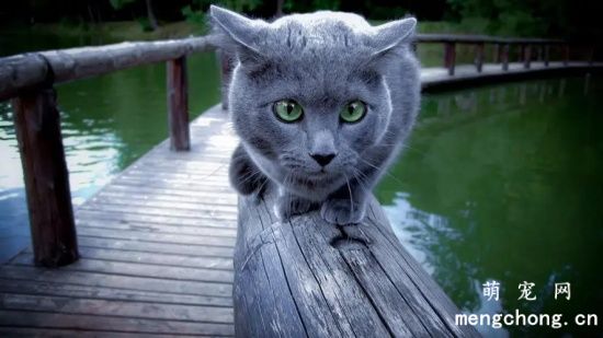 俄罗斯蓝猫好养吗？