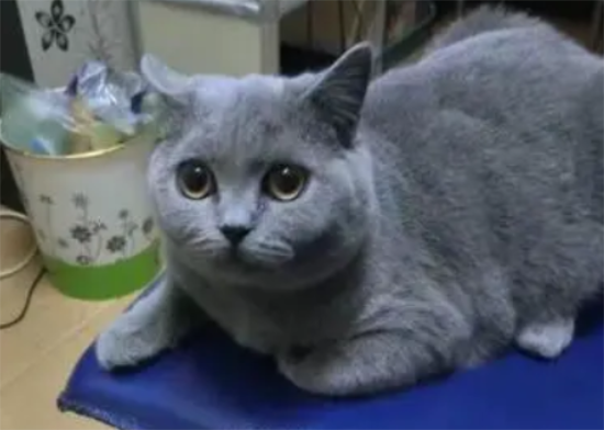 俄罗斯蓝猫得皮肤病怎么办