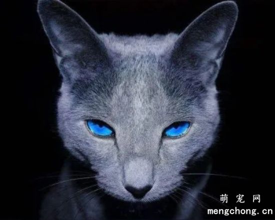 俄罗斯蓝猫性格分析 落入人间的冬之精灵