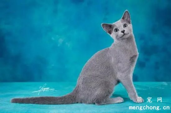 俄罗斯蓝猫性格分析 落入人间的冬之精灵