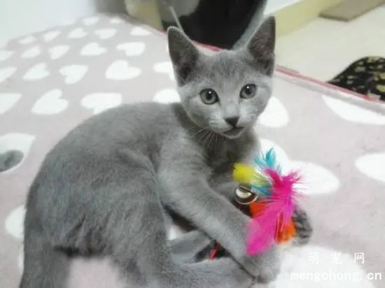 俄罗斯蓝猫性格分析 落入人间的冬之精灵