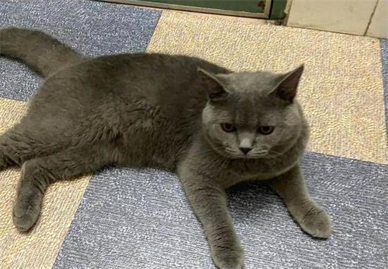 俄罗斯蓝猫性格怎么样？