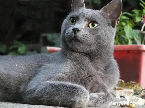 俄罗斯蓝猫的特点有哪些