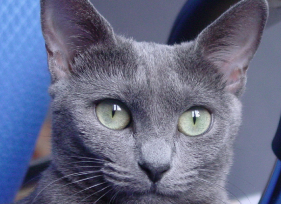 俄罗斯蓝猫的特点有哪些？