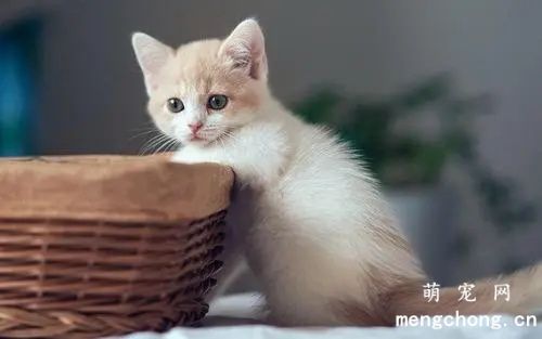 健康猫咪对营养的需求