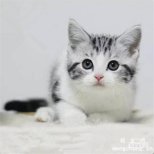 健康猫咪的鼻子是湿的？猫咪健康的标准