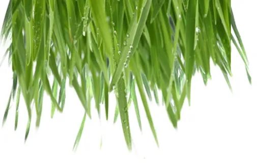 兔子能不能吃新鲜牧草? 吃新鲜牧草就会死?(图1) 兔子能不能吃新鲜牧草? 吃新鲜牧草就会死?(图1)