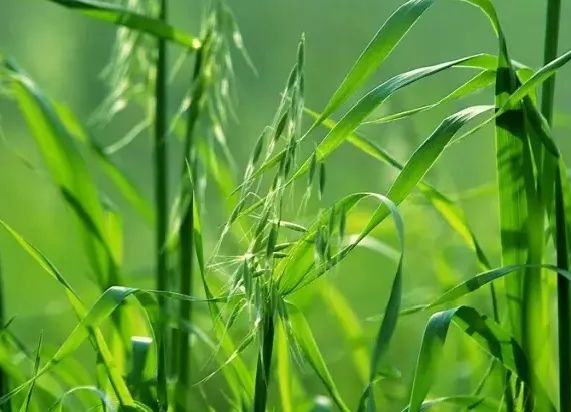 兔子能不能吃新鲜牧草? 吃新鲜牧草就会死?(图3) 兔子能不能吃新鲜牧草? 吃新鲜牧草就会死?(图3)