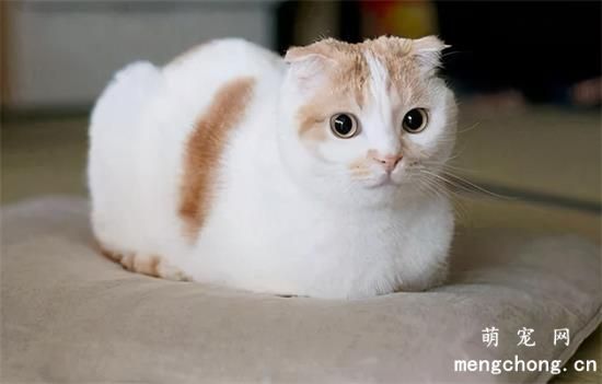 公猫到处尿是怎么回事