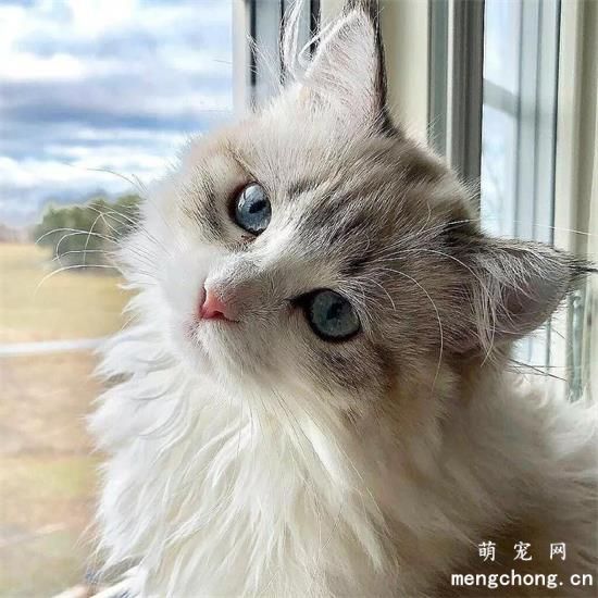 ​公猫发腮是几个月
