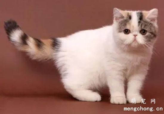 公猫和母猫哪个好 公猫好还是母猫好