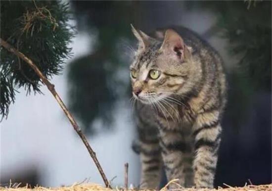 公认最有“灵性”的6种猫，养过的都说好