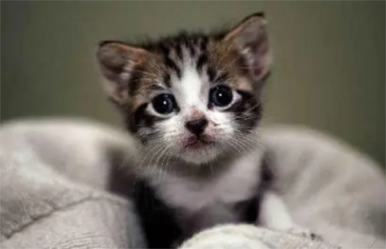六个月是成猫还是幼猫