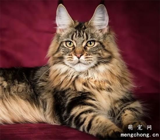 六种好看又便宜又好养的猫咪