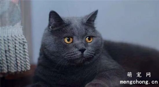 六种最受欢迎却最难养的猫咪