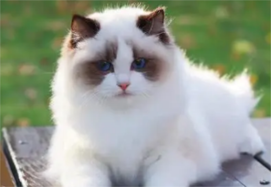 关于布偶猫的4个常识